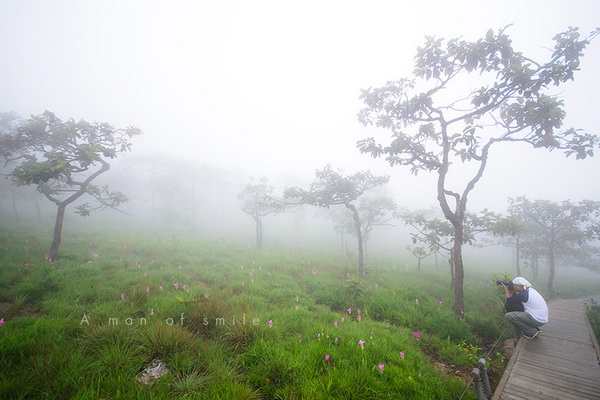ทุ่งดอกกระเจียว อุทยานแห่งชาติป่าหินงาม