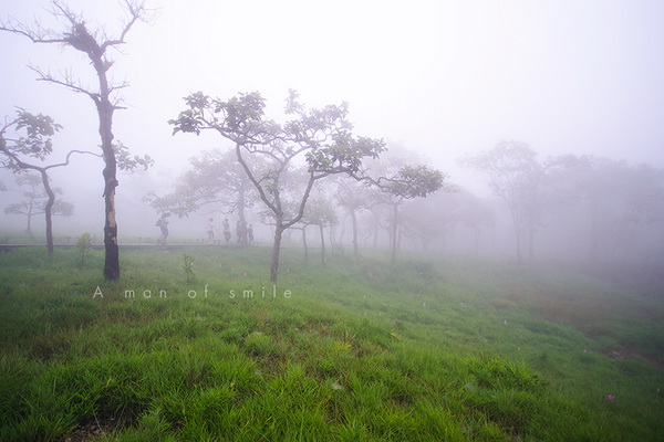 ทุ่งดอกกระเจียว อุทยานแห่งชาติป่าหินงาม
