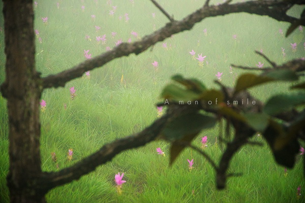 ทุ่งดอกกระเจียว อุทยานแห่งชาติป่าหินงาม