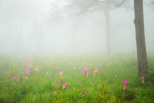 ทุ่งดอกกระเจียว อุทยานแห่งชาติหินผางาม