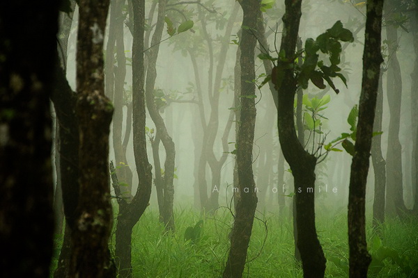 ทุ่งดอกกระเจียว อุทยานแห่งชาติป่าหินงาม