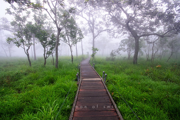 ทุ่งดอกกระเจียว อุทยานแห่งชาติป่าหินงาม