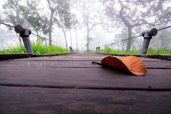 ทุ่งดอกกระเจียว อุทยานแห่งชาติป่าหินงาม