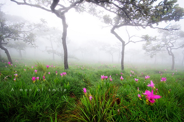 ทุ่งดอกกระเจียว อุทยานแห่งชาติป่าหินงาม