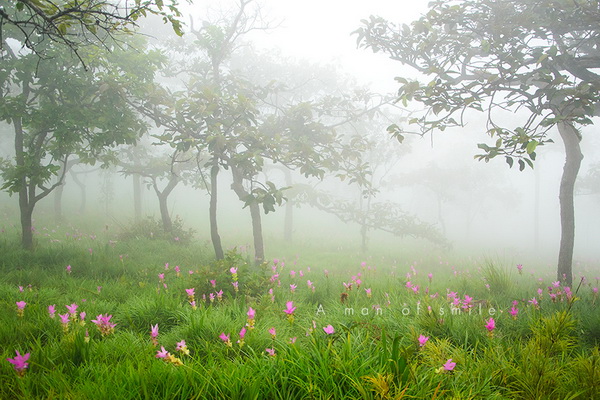 ทุ่งดอกกระเจียว อุทยานแห่งชาติป่าหินงาม