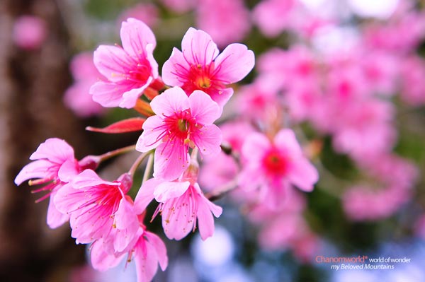ดอยอ่างขาง
