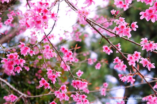 ดอยอ่างขาง