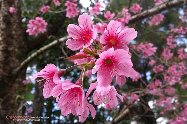 ดอยอ่างขาง