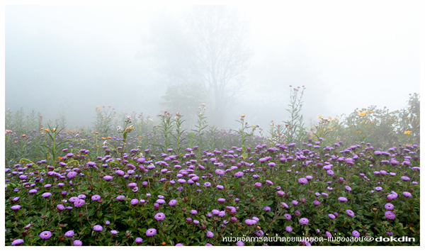 ภูชี้เพ้อ แม่ฮ่องสอน