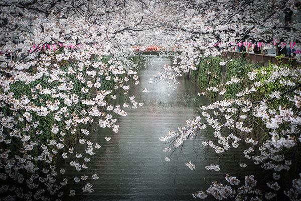 monthly japan 