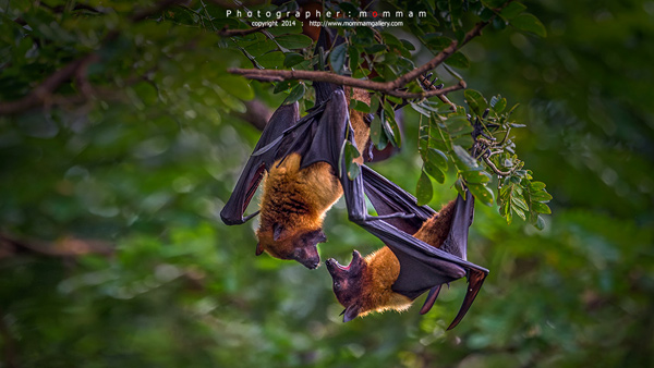 สัตว์บินได้