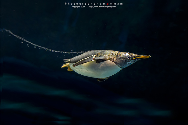 สัตว์บินได้