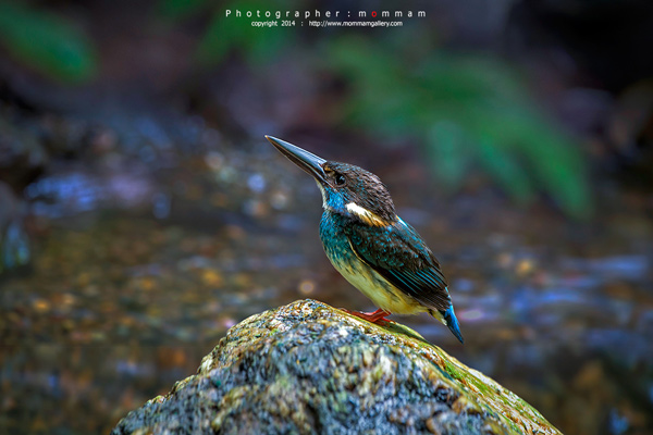 สัตว์บินได้