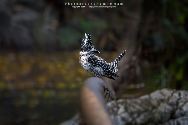 สัตว์บินได้