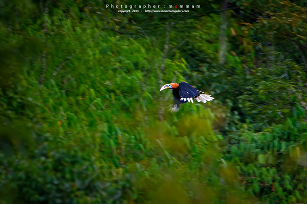 สัตว์บินได้