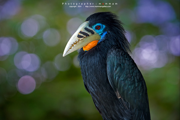 สัตว์บินได้