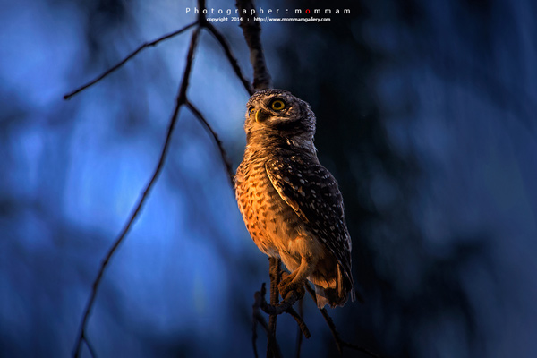 สัตว์บินได้