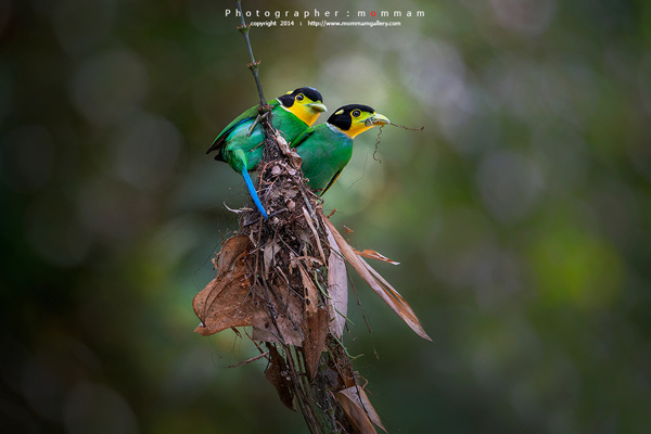 สัตว์บินได้