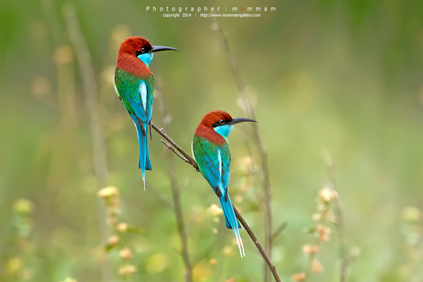 สัตว์บินได้