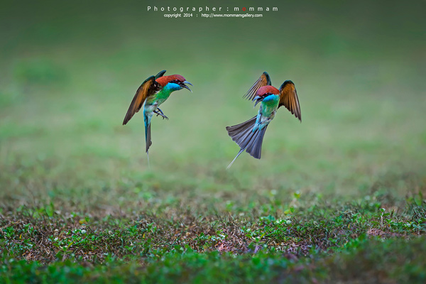 สัตว์บินได้