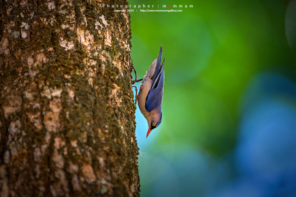 สัตว์บินได้