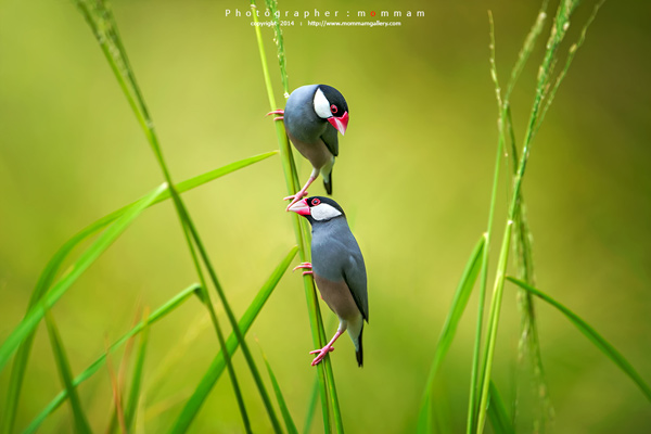 สัตว์บินได้