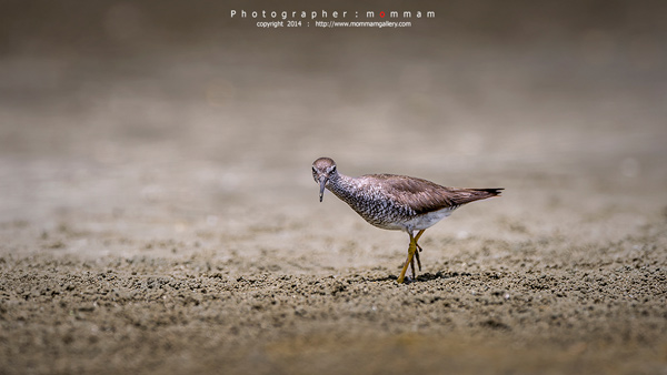 สัตว์บินได้