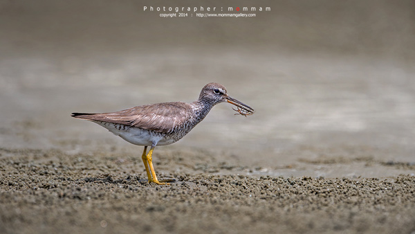 สัตว์บินได้