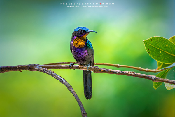 สัตว์บินได้