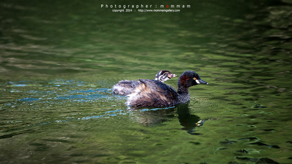 สัตว์บินได้