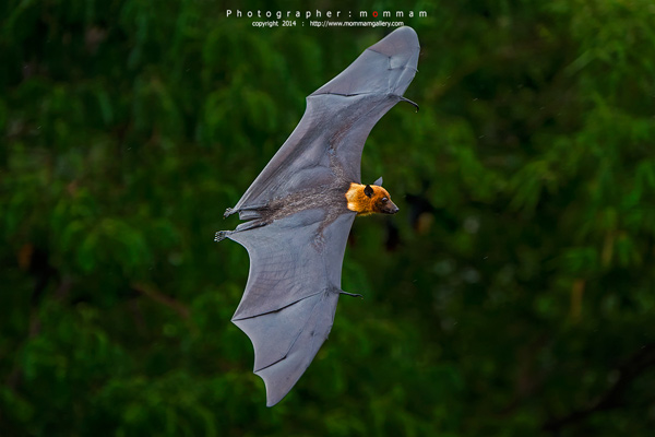 สัตว์บินได้