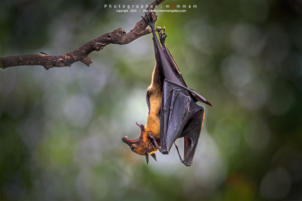 สัตว์บินได้