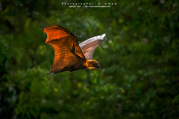 สัตว์บินได้