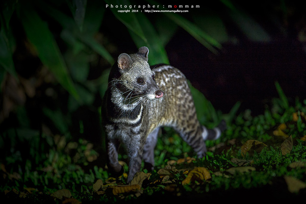 สัตว์บินได้