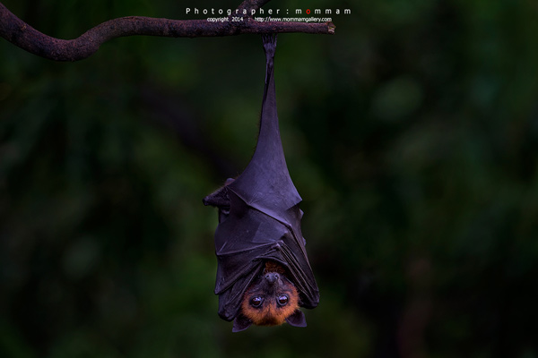 สัตว์บินได้