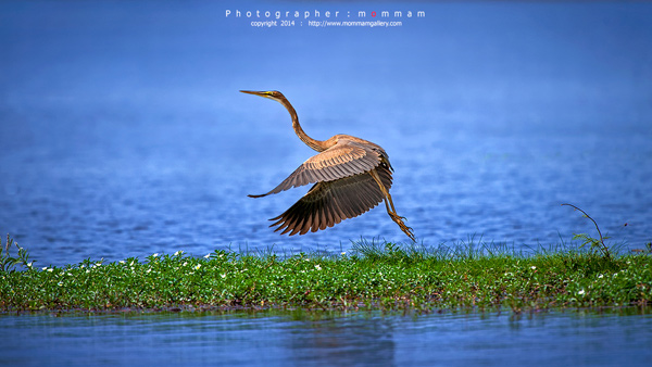 สัตว์บินได้