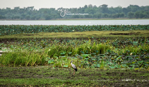 Buriram