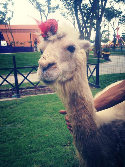 Camel Republic