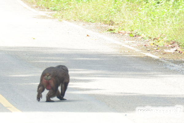 เขาพะเนินทุ่ง เพชรบุรี