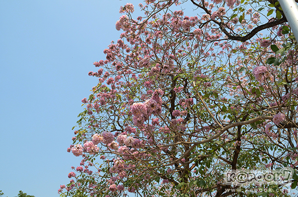 Tabebuia rosea