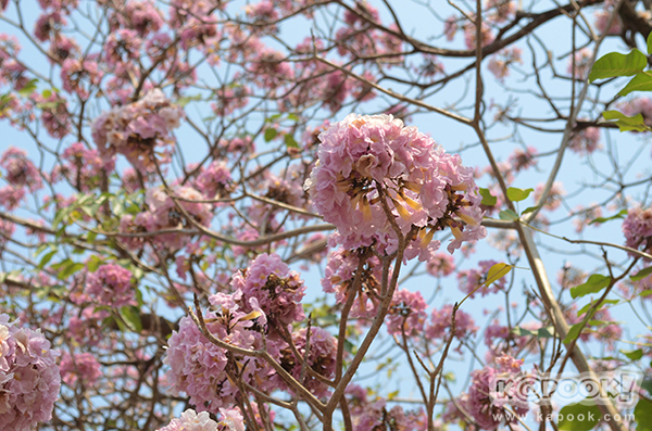 Tabebuia rosea