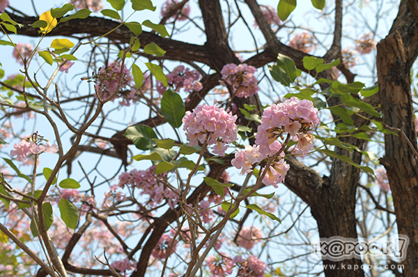 Tabebuia rosea