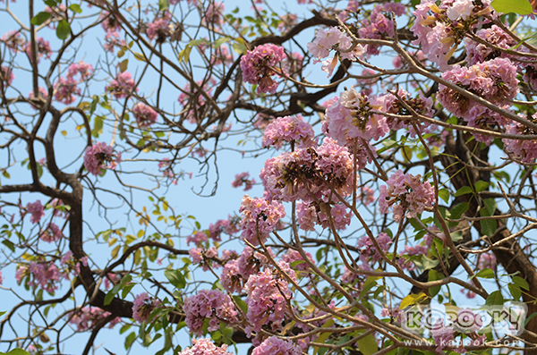 Tabebuia rosea