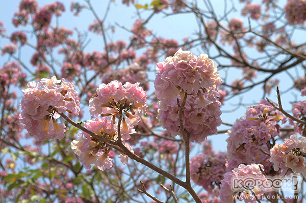 Tabebuia rosea