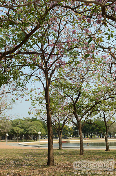 Tabebuia rosea
