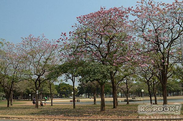 Tabebuia rosea