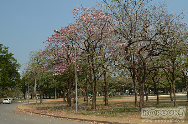 Tabebuia rosea