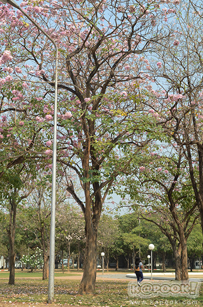 Tabebuia rosea
