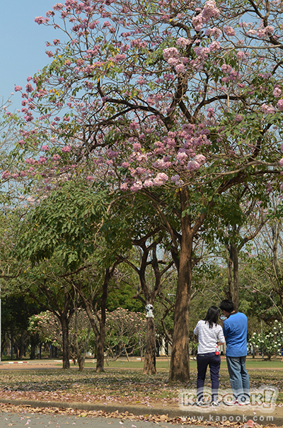 Tabebuia rosea