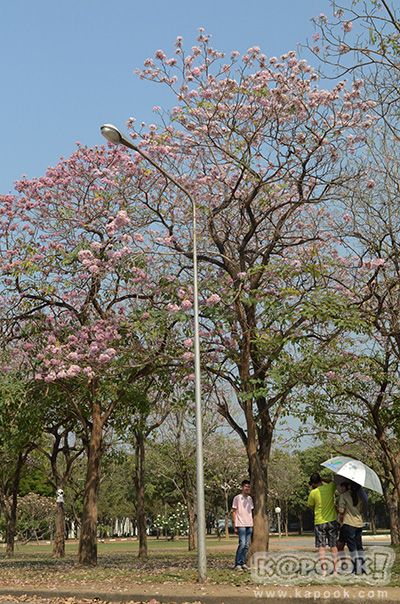 Tabebuia rosea